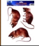 PMU Halloween Party Decoration Accessory Bloody Rat Toilet Seat Cover 12in x 17in Party Accessory (1/pkg) Pkg/1