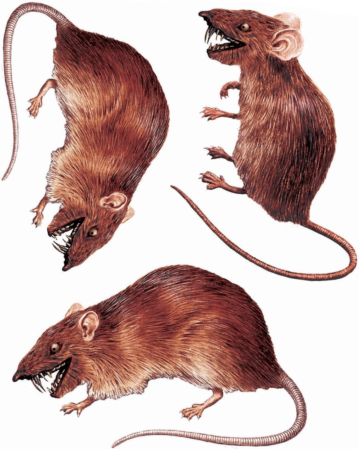 PMU Halloween Party Decoration Accessory Bloody Rat Toilet Seat Cover 12in x 17in Party Accessory (1/pkg) Pkg/1
