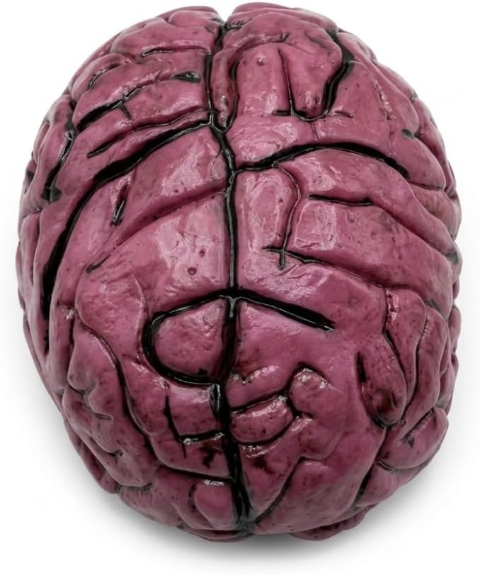 PMU Fake Brain & Fake Heart Body Parts Anatomy Models