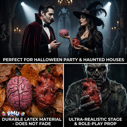 PMU Fake Brain & Fake Heart Body Parts Anatomy Models