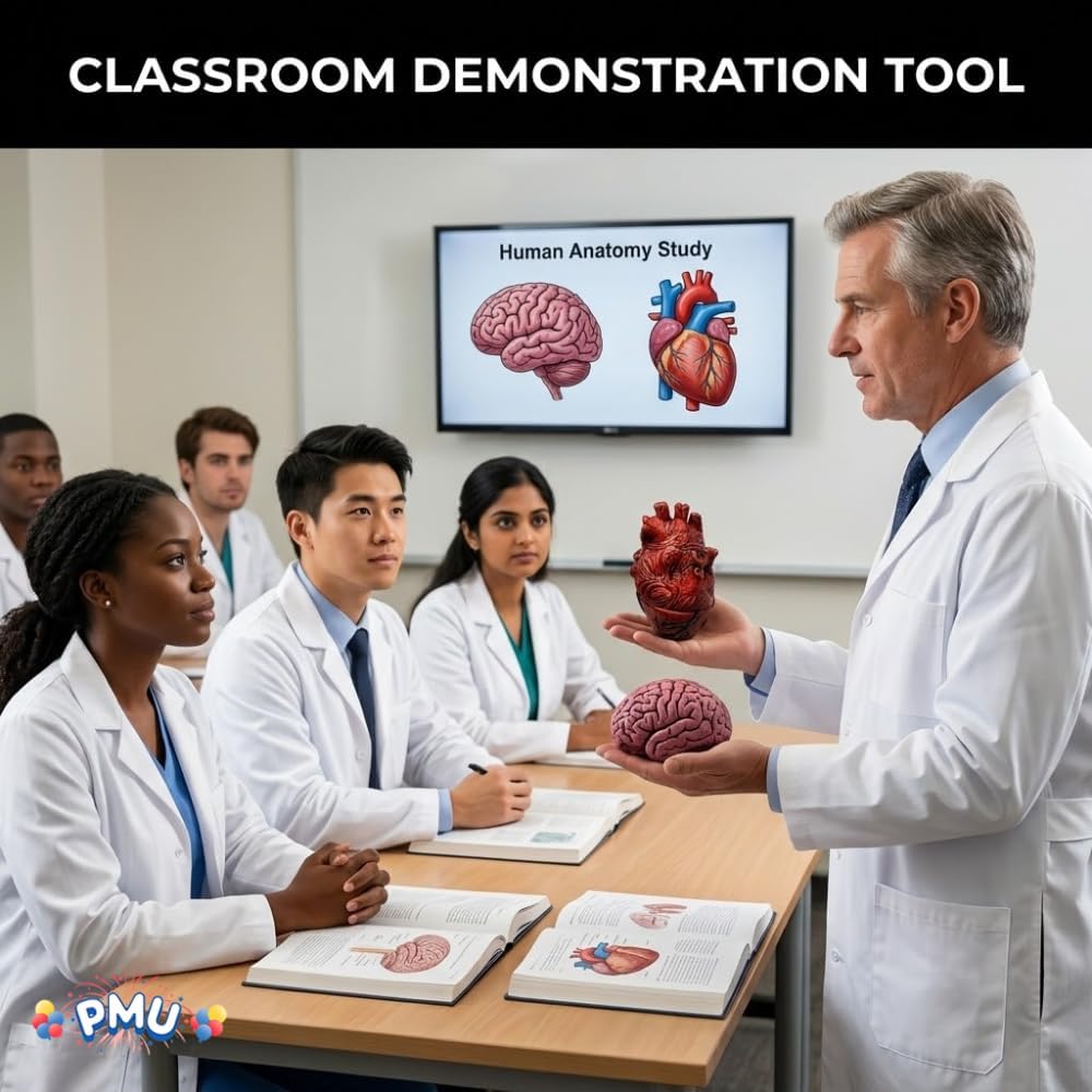 PMU Fake Brain & Fake Heart Body Parts Anatomy Models