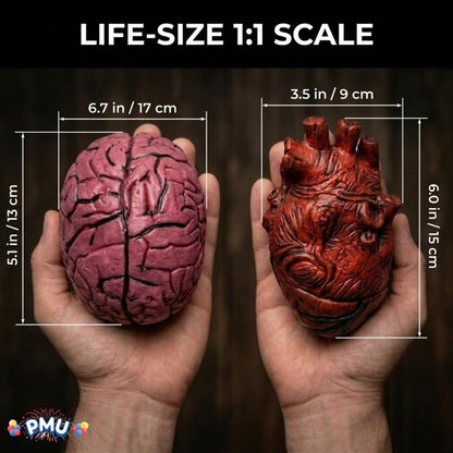 PMU Fake Brain & Fake Heart Body Parts Anatomy Models