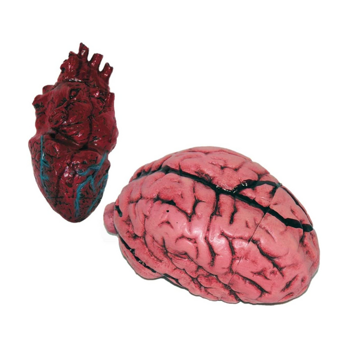 PMU Simulated Body Parts, Learning Resources Anatomy, Brain & Heart, Prank Toys
